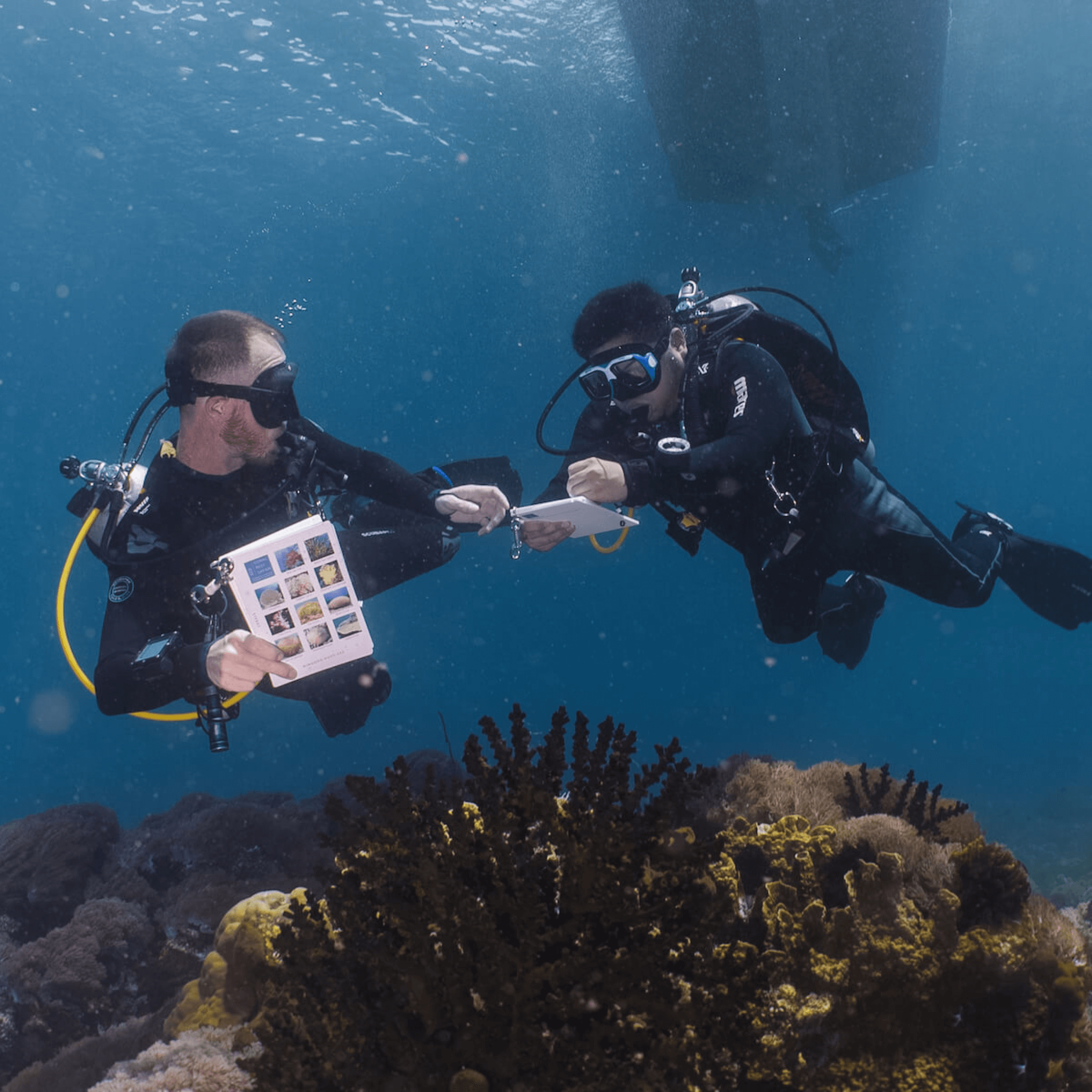 Coral Reef Safari Island Trip