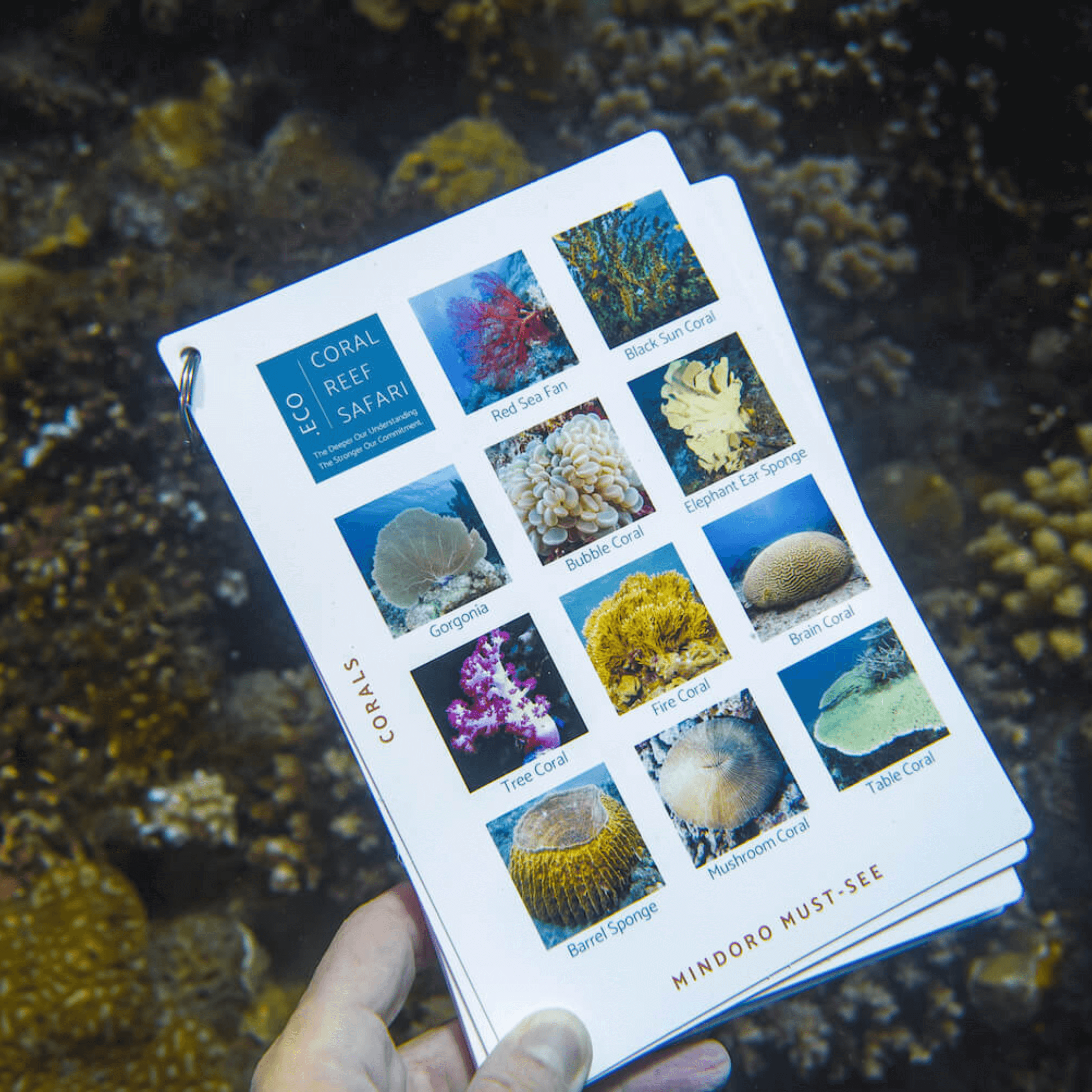 Coral Reef Safari Island Trip