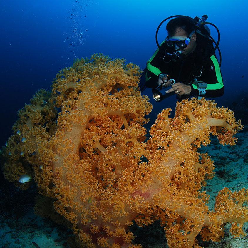 PADI Divemaster Certification Course in Cebu
