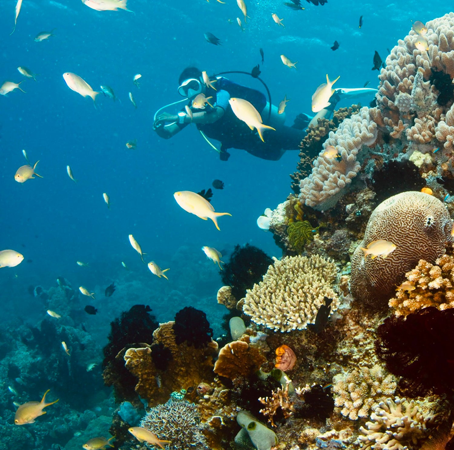 Diver hovering over colorful reef