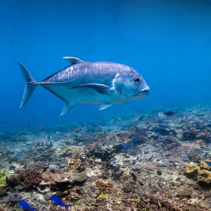 Nusa Penida Certified Diving Fun Dive Day Trip