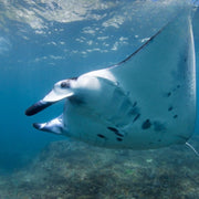 Nusa Penida Certified Diving Fun Dive Day Trip