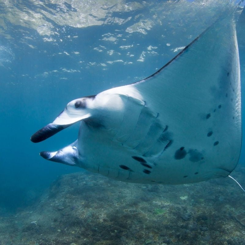Nusa Penida Certified Diving Fun Dive Day Trip