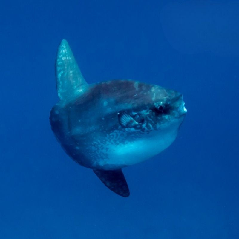 Nusa Penida Certified Diving Fun Dive Day Trip