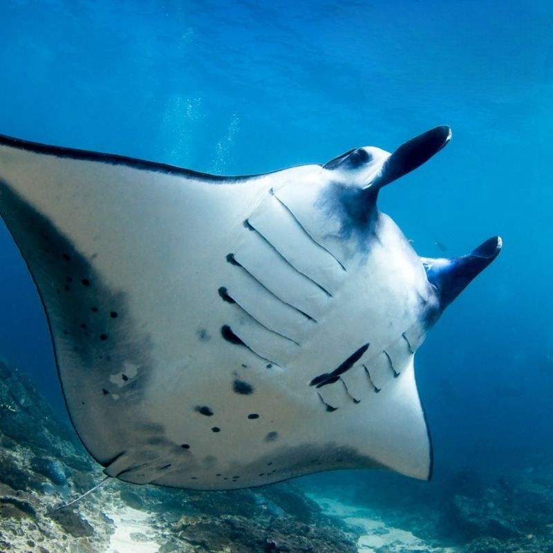 Nusa Penida Certified Diving Fun Dive Day Trip