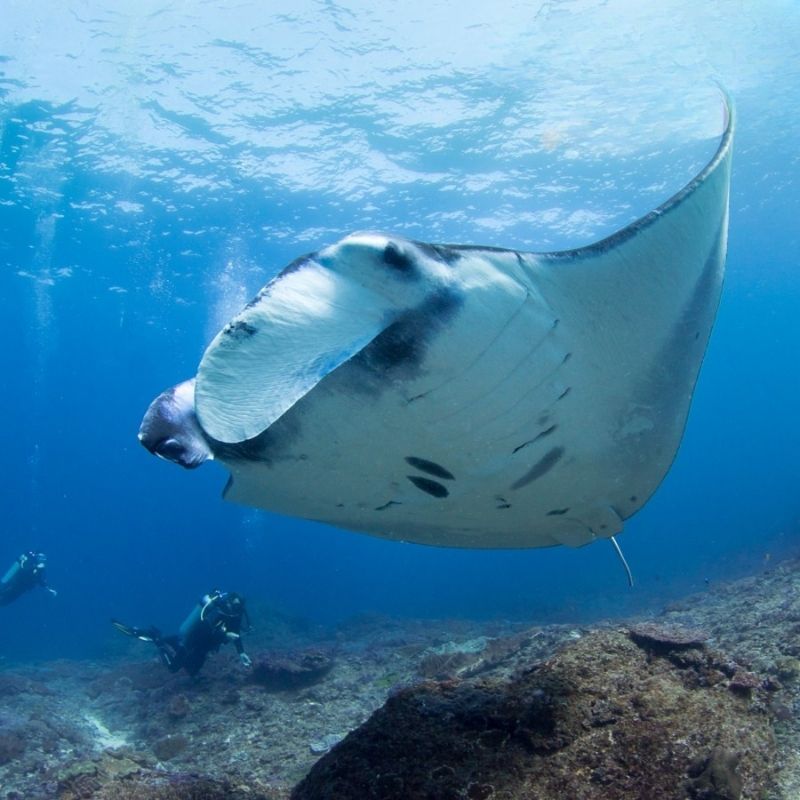 Nusa Penida Certified Diving Fun Dive Day Trip