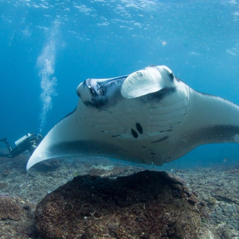 Nusa Penida Certified Diving Fun Dive Day Trip