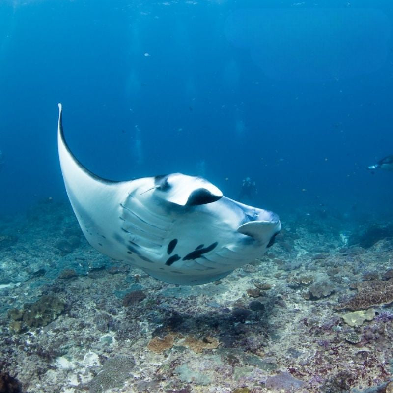 Nusa Penida Certified Diving Fun Dive Day Trip