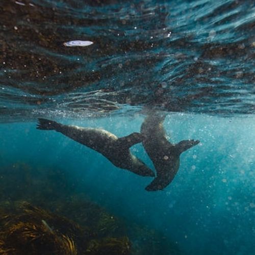 Bicheno Freediving Beginner Course