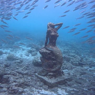 Moalboal Sardine Run Shore Dive