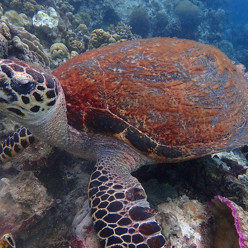 Cebu Scuba Diving Fun Dive