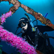 Canterbury Wreck and Reef Dive