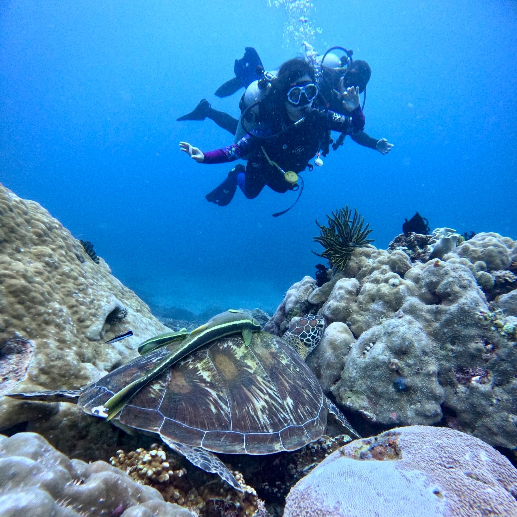 Diver with Dive Master hovering over a sea turtle