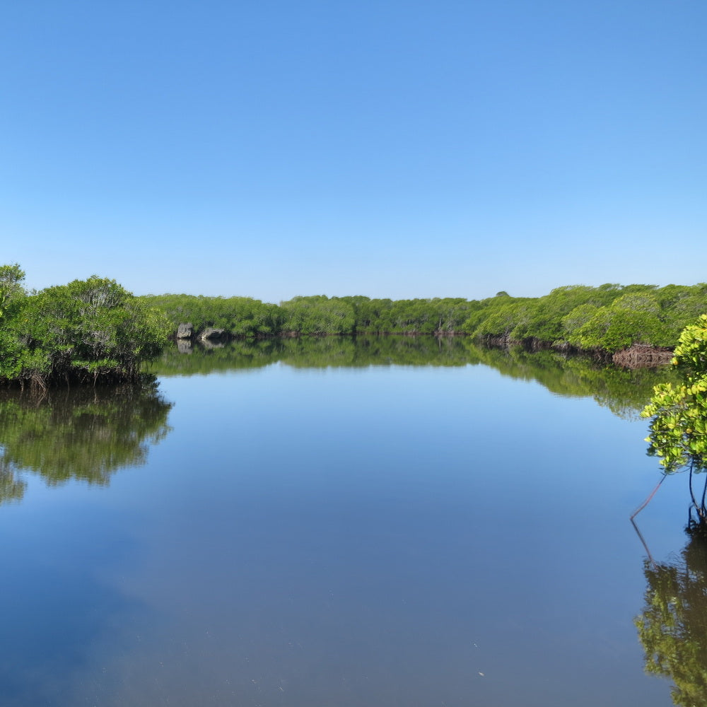 Apo Reef Group Scuba Diving Day Trip