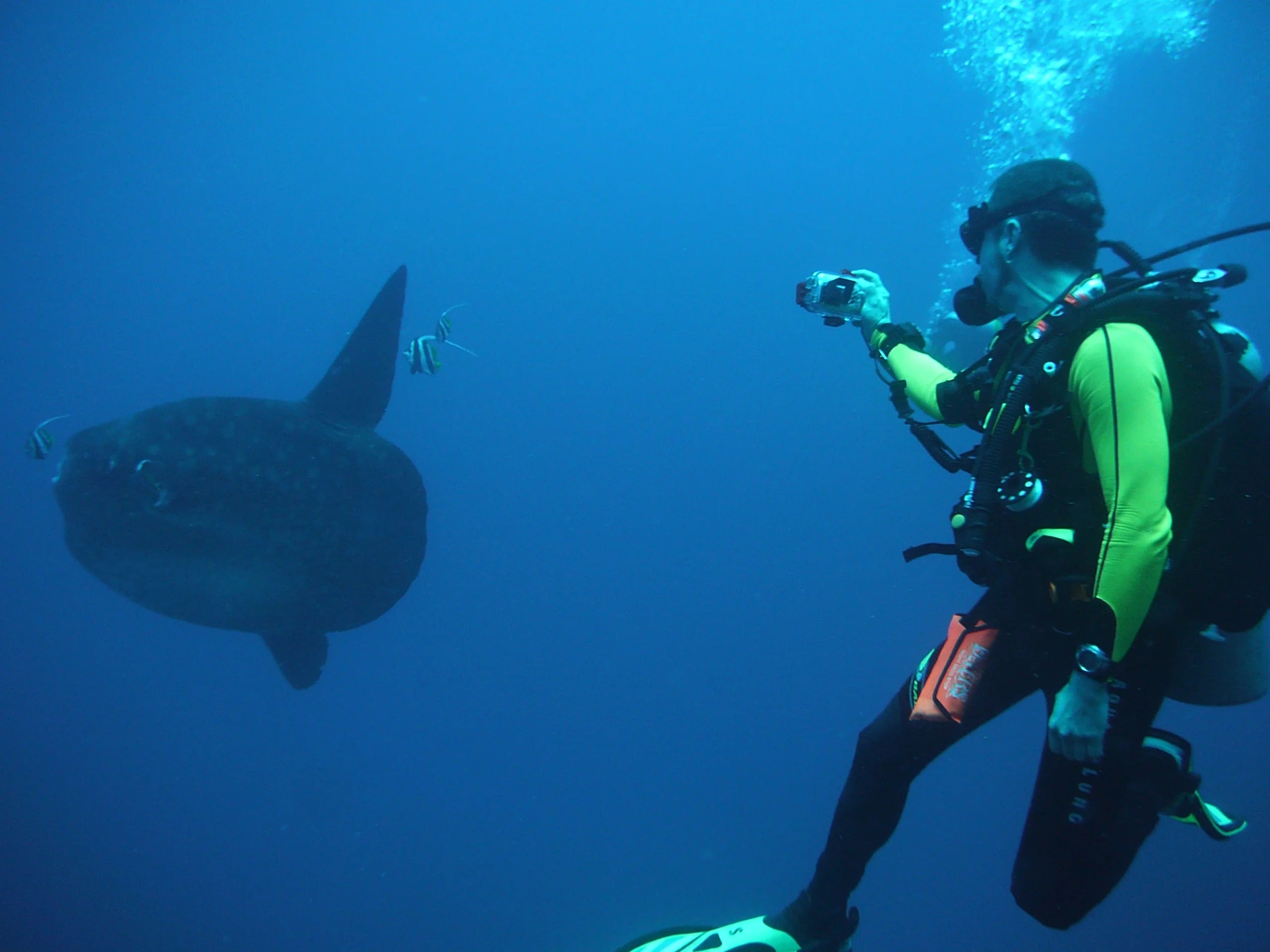 Mola Mola Scuba Diving Trip
