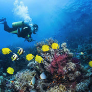 Anilao SSI Open Water Diver Course