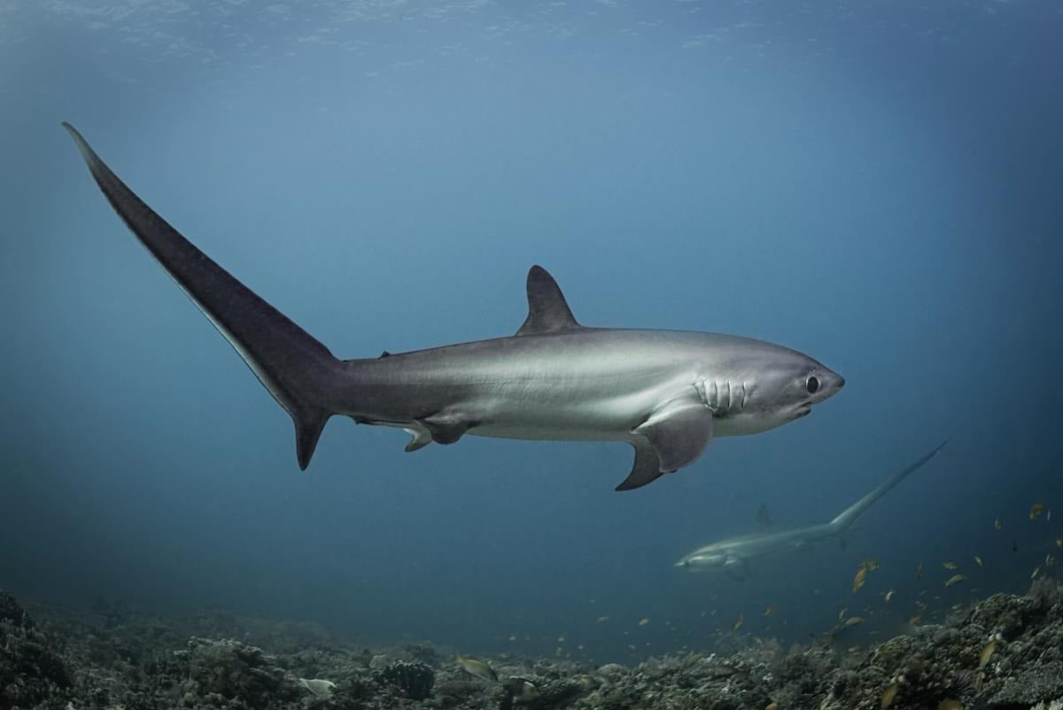 Tubbataha National Park Scuba Diving Liveaboard Master Liveaboards