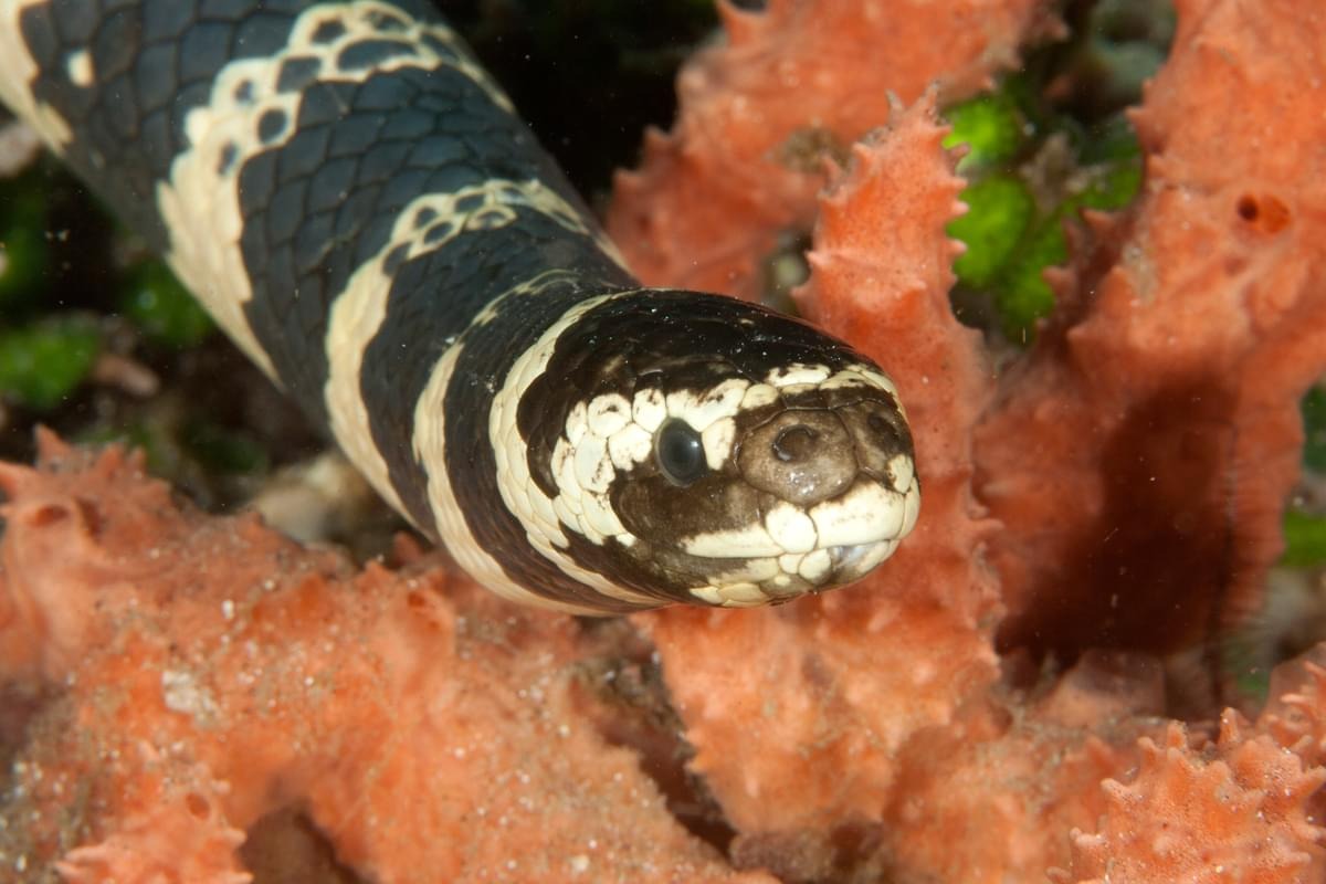 Tubbataha National Park Scuba Diving Liveaboard Master Liveaboards