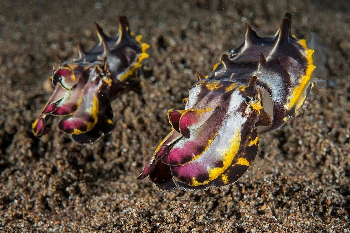 Tubbataha National Park Scuba Diving Liveaboard Master Liveaboards