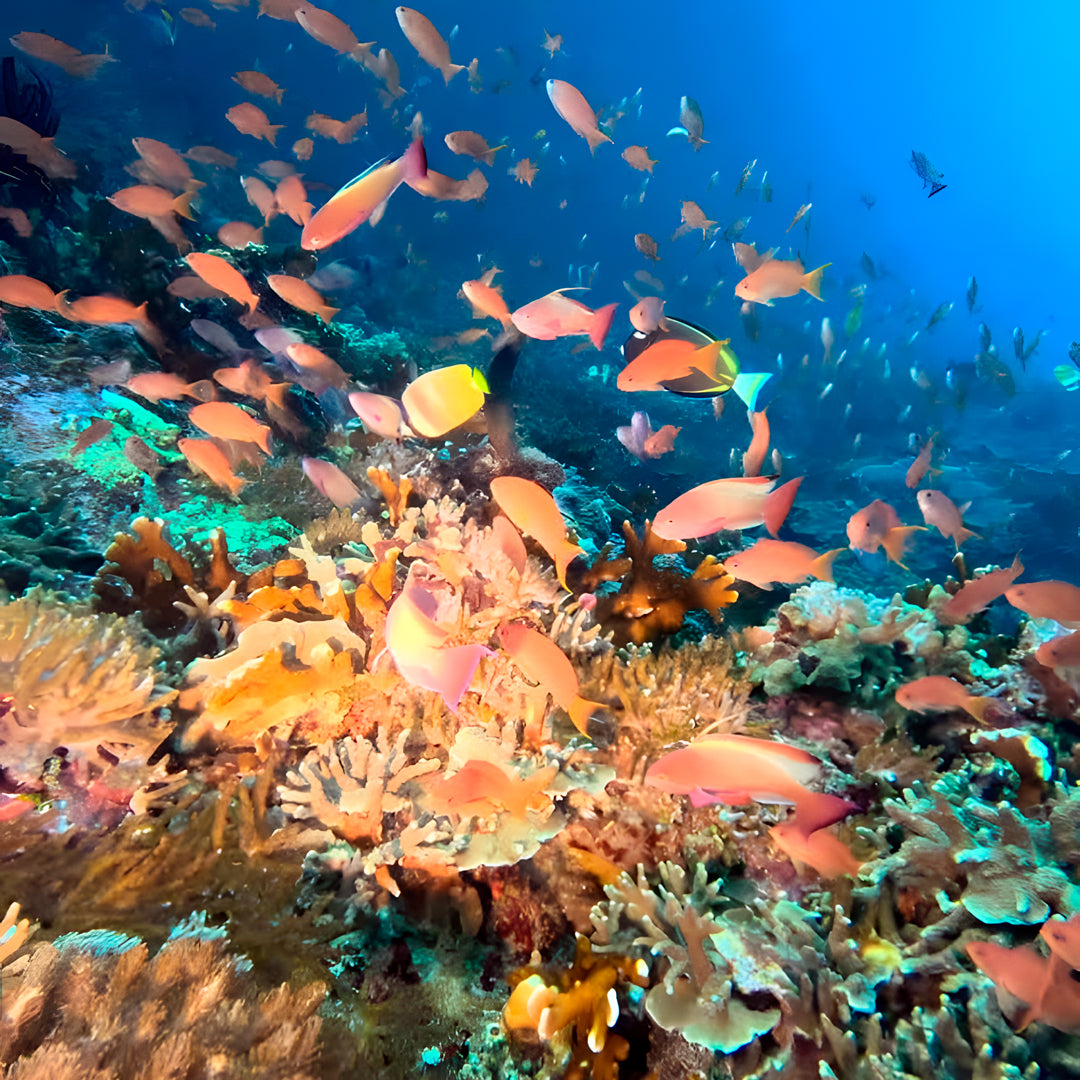 Nusa Penida Fun Dive for Advanced Divers