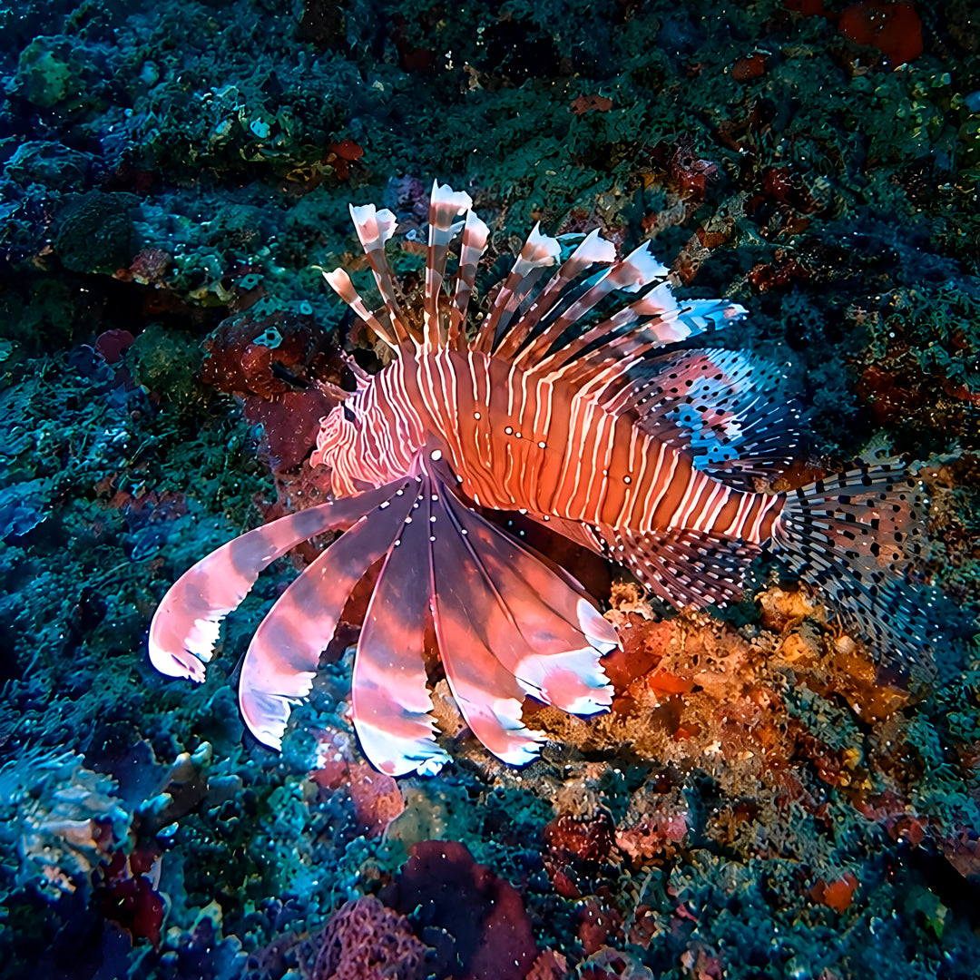 Nusa Penida Fun Dive for Advanced Divers