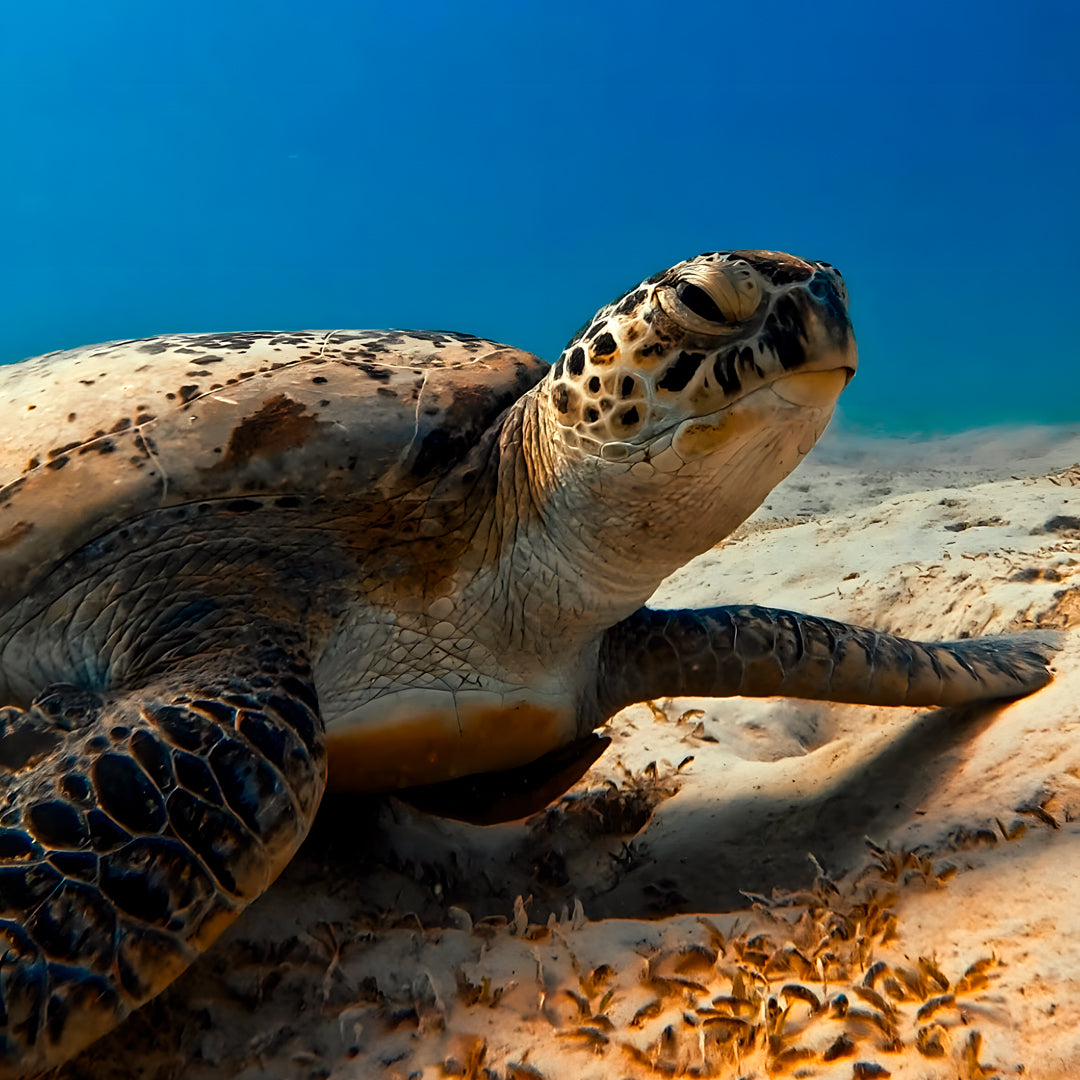 Nusa Penida Fun Dive for Advanced Divers