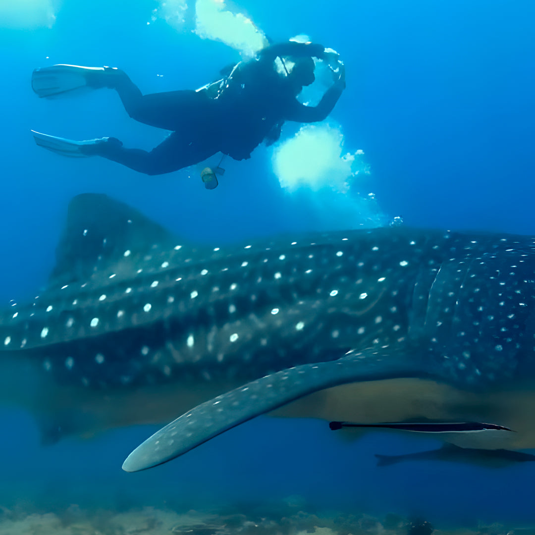 South Ari Atoll PADI Advanced Open Water Diver