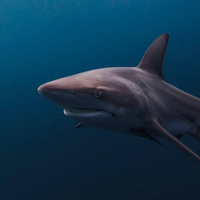 South Africa Shark Coast Expedition