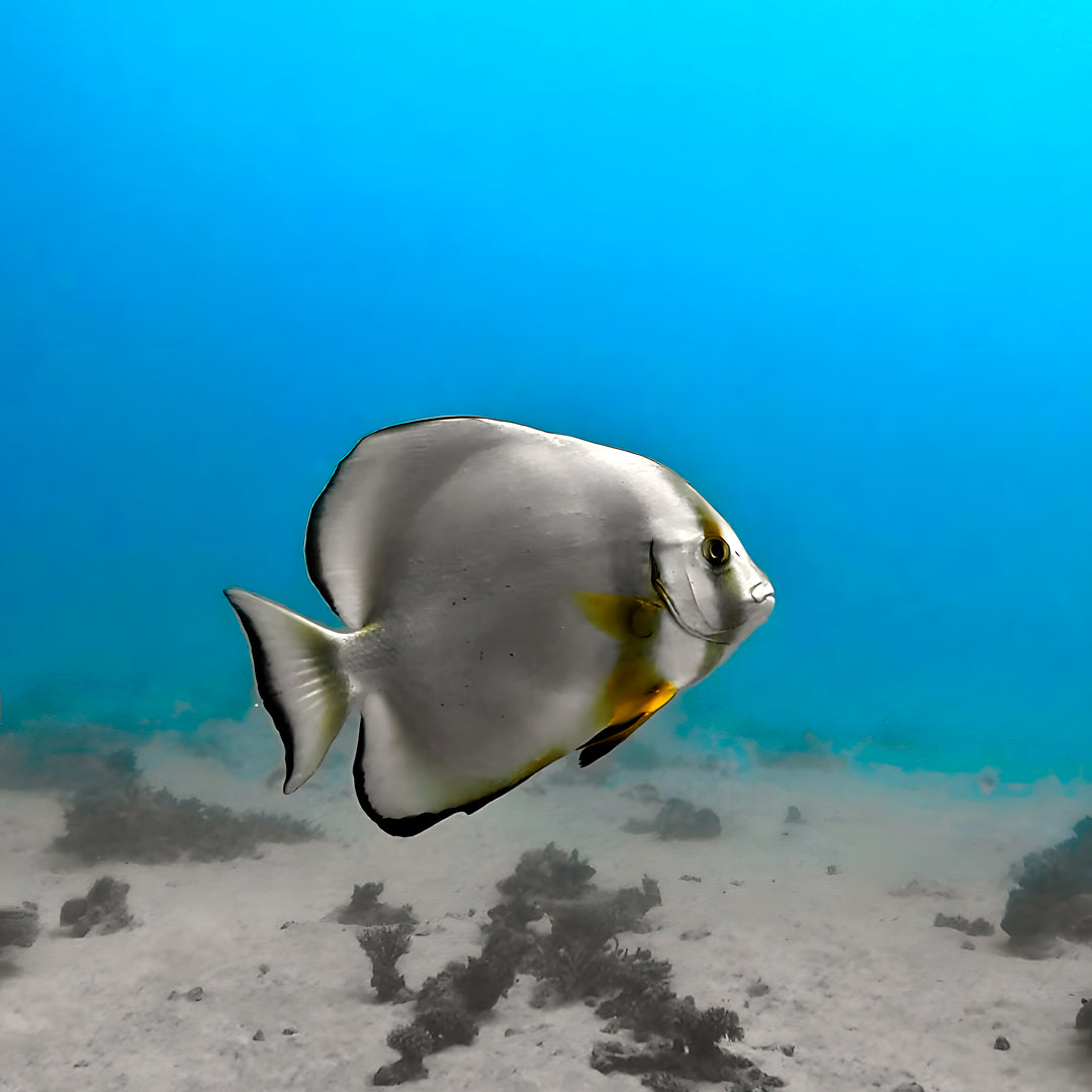 Nusa Penida Fun Dive for Advanced Divers