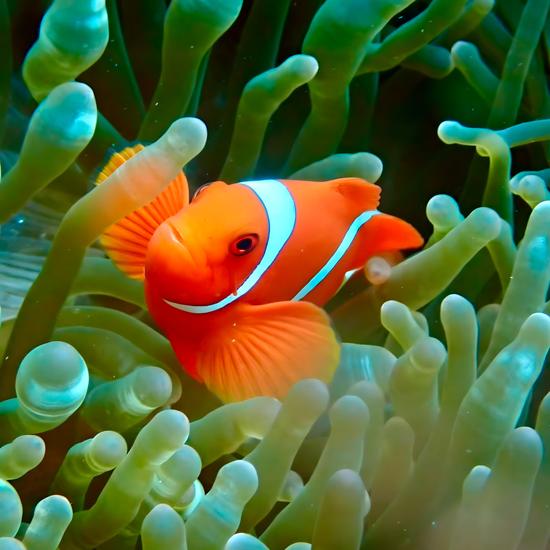 Nusa Penida Fun Dive for Advanced Divers
