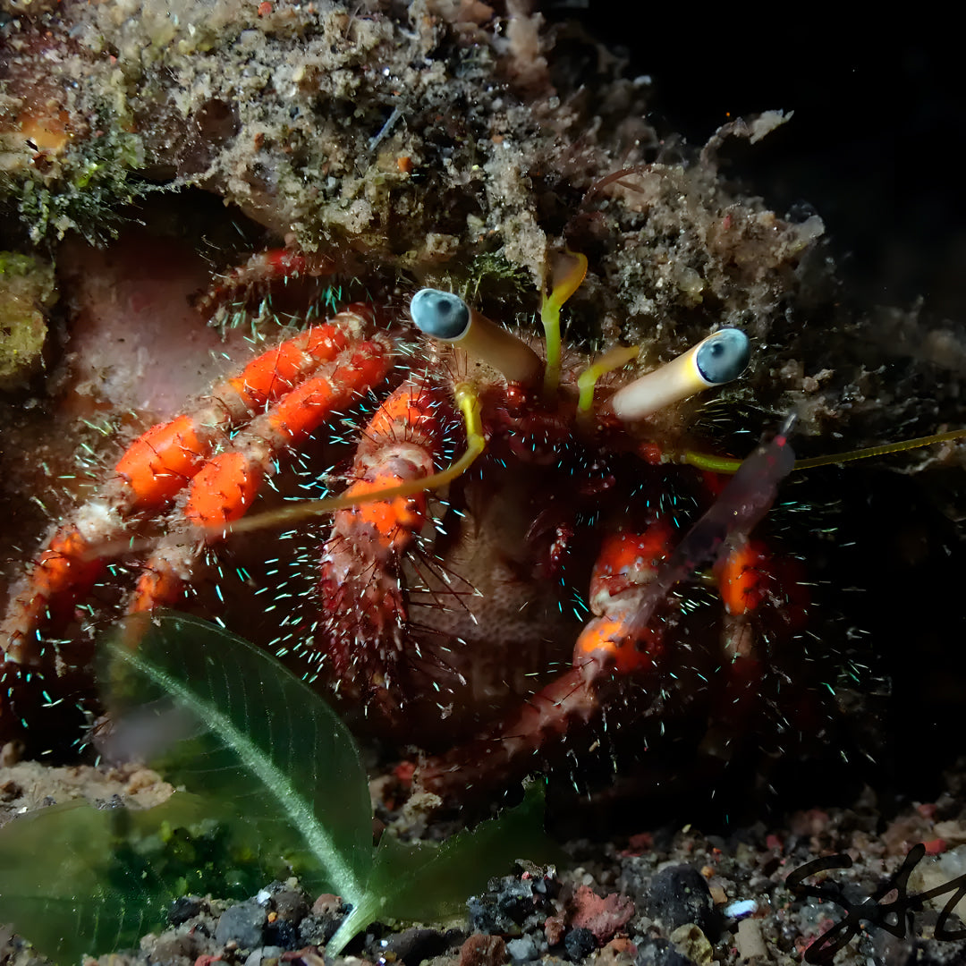 Nusa Penida Fun Dive for Advanced Divers