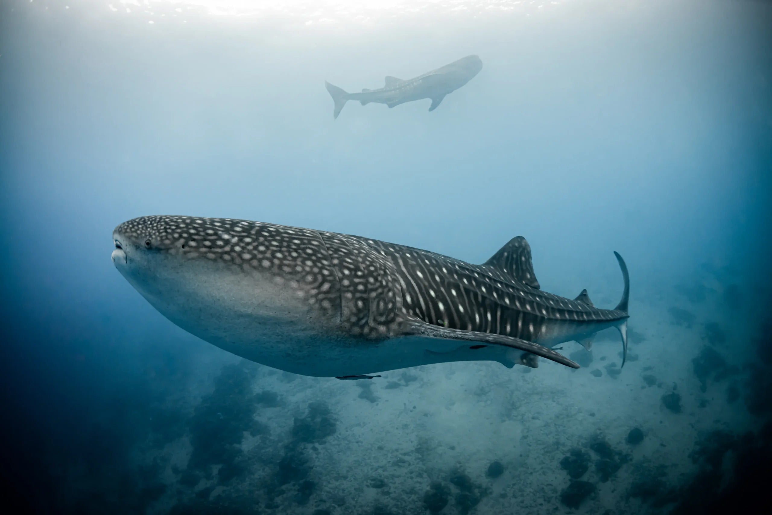 Tubbataha National Park Scuba Diving Liveaboard Master Liveaboards