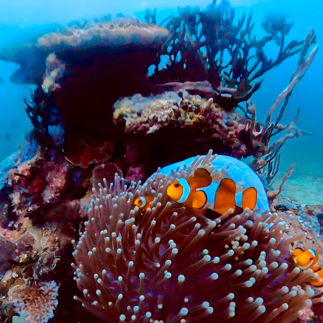 Nusa Penida Fun Dive for Advanced Divers