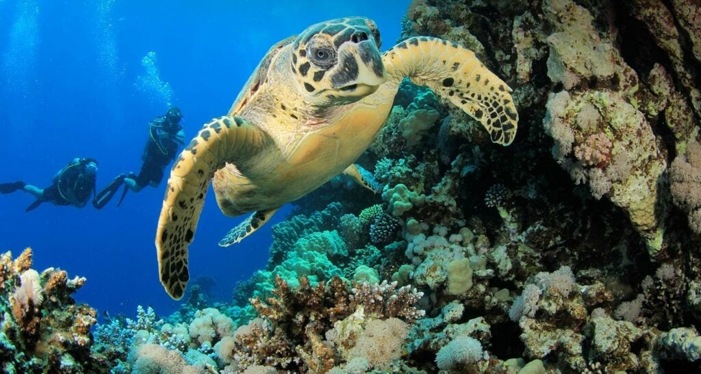 Tubbataha National Park Scuba Diving Liveaboard Master Liveaboards