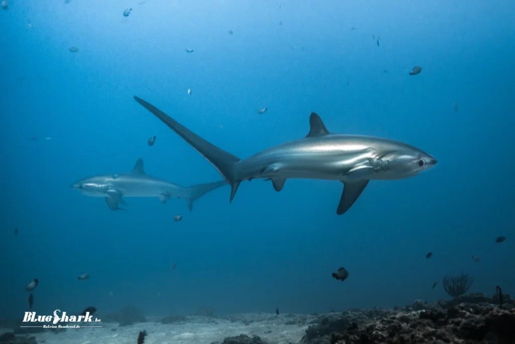 Tubbataha National Park Scuba Diving Liveaboard Master Liveaboards