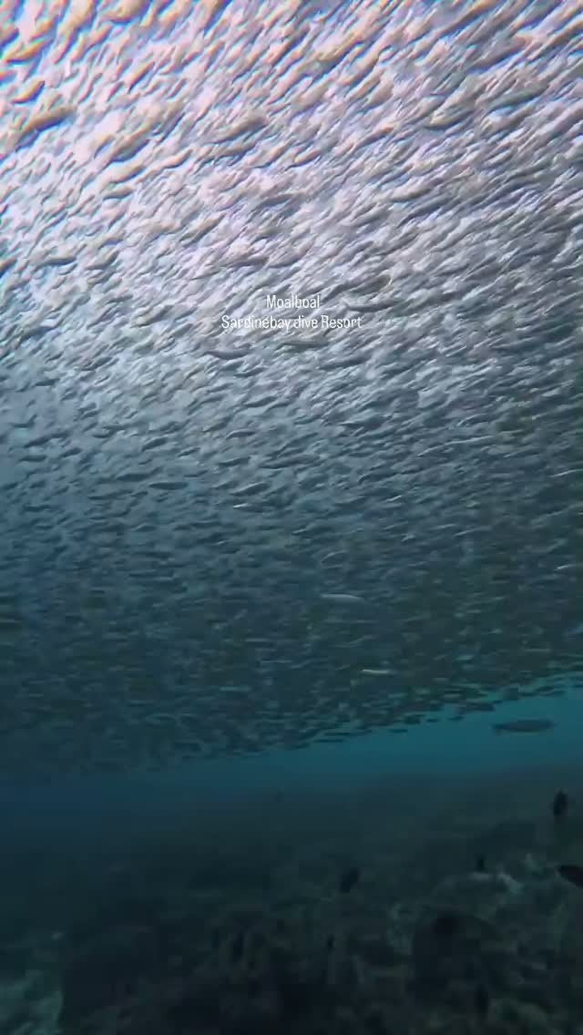 Sardine Run & Turtle Diving Fun Dives in Moalboal
