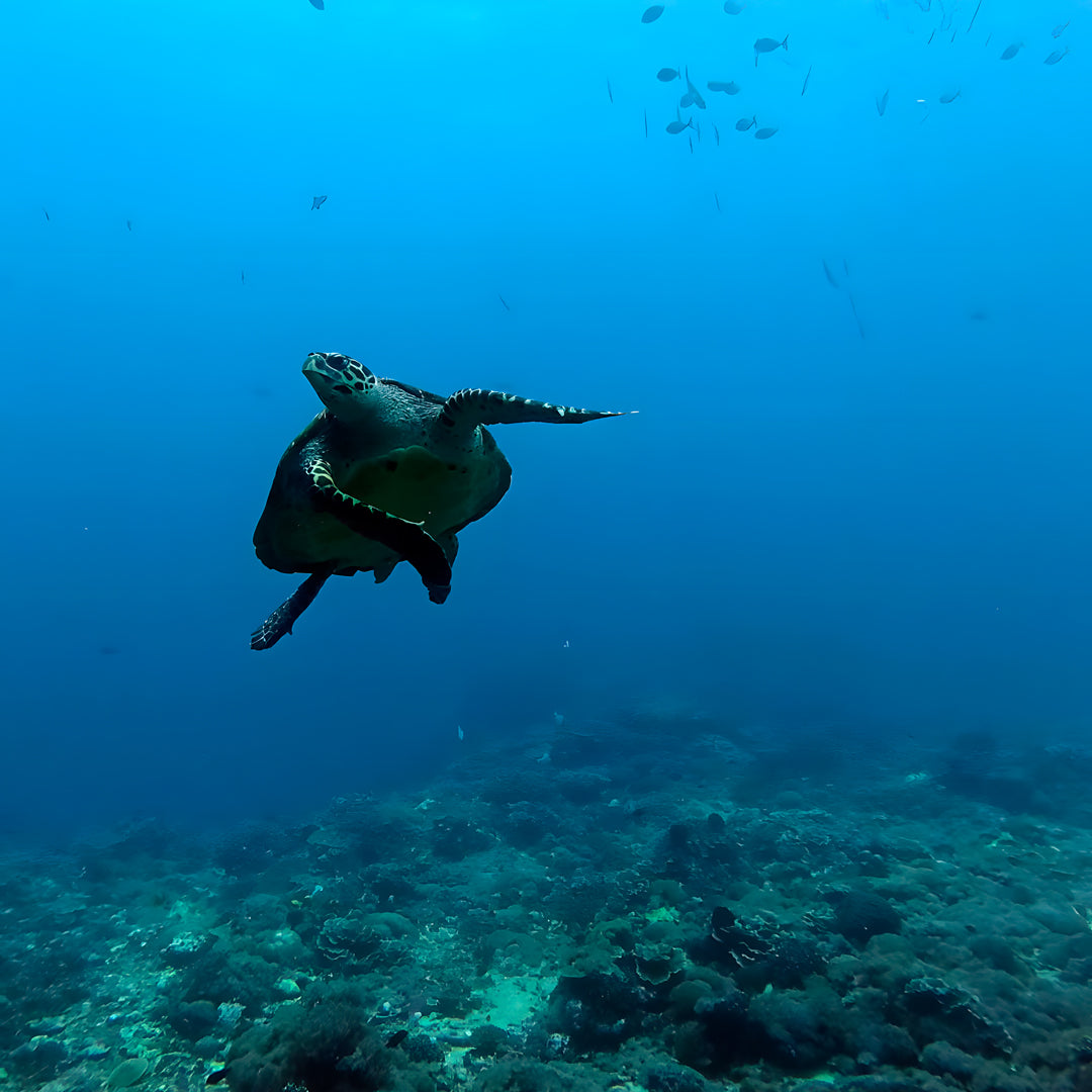 Nusa Penida Fun Dive for Advanced Divers