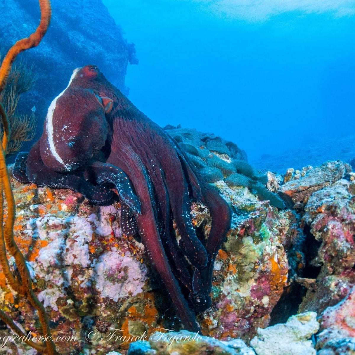 North Andaman Scuba Diving Liveaboard