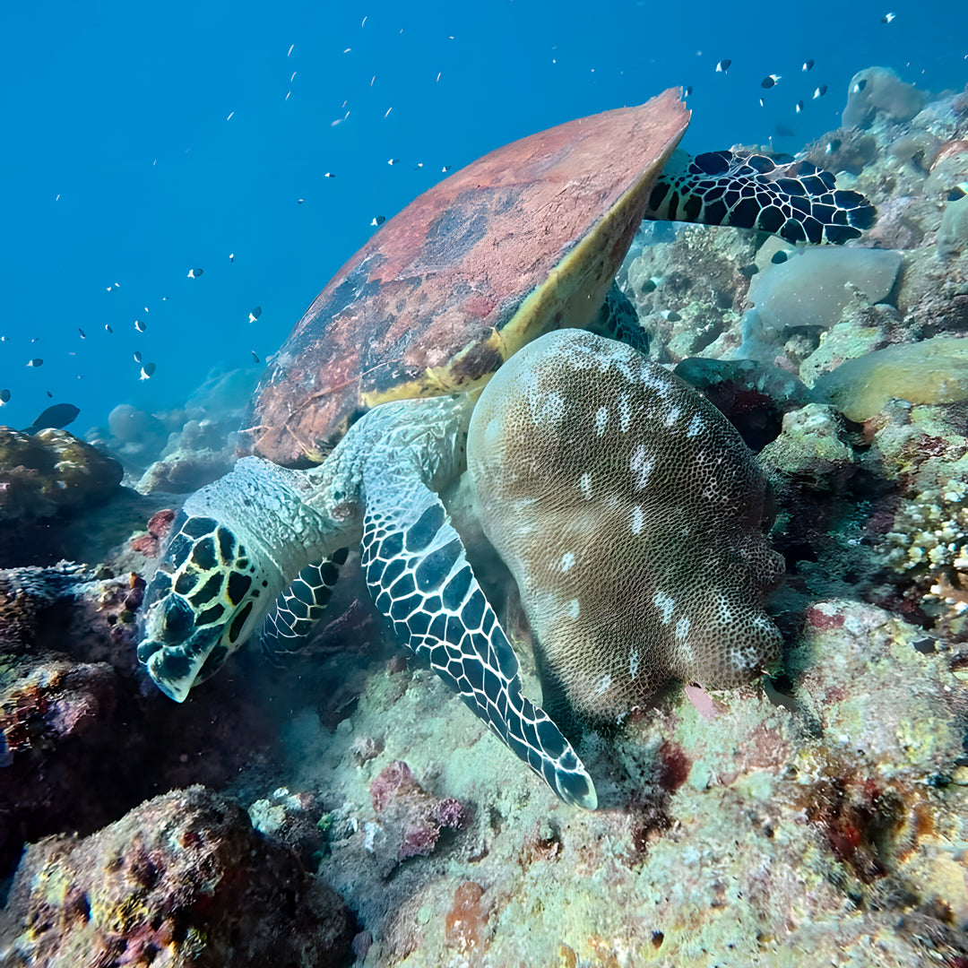 South Ari Atoll PADI Advanced Open Water Diver