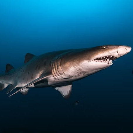 South Africa Shark Coast Expedition