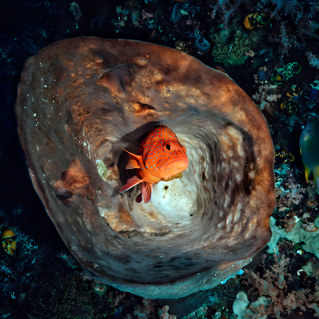 Nusa Penida Fun Dive for Advanced Divers