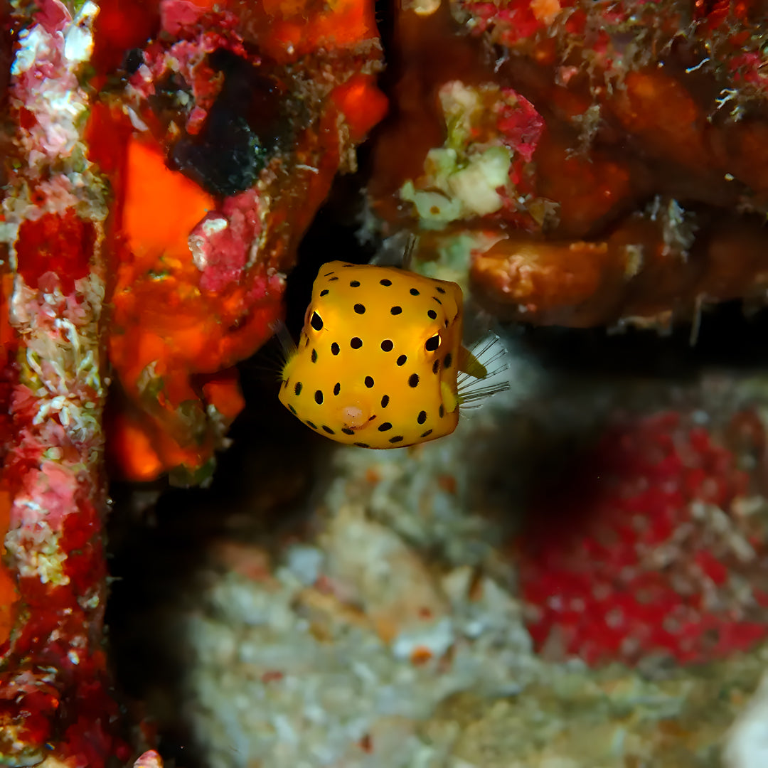 Nusa Penida Fun Dive for Advanced Divers