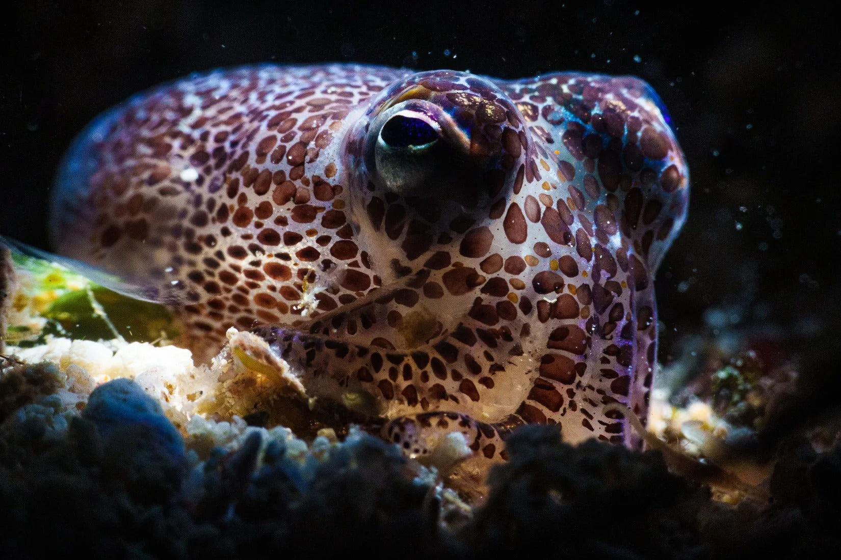Tubbataha National Park Scuba Diving Liveaboard Master Liveaboards