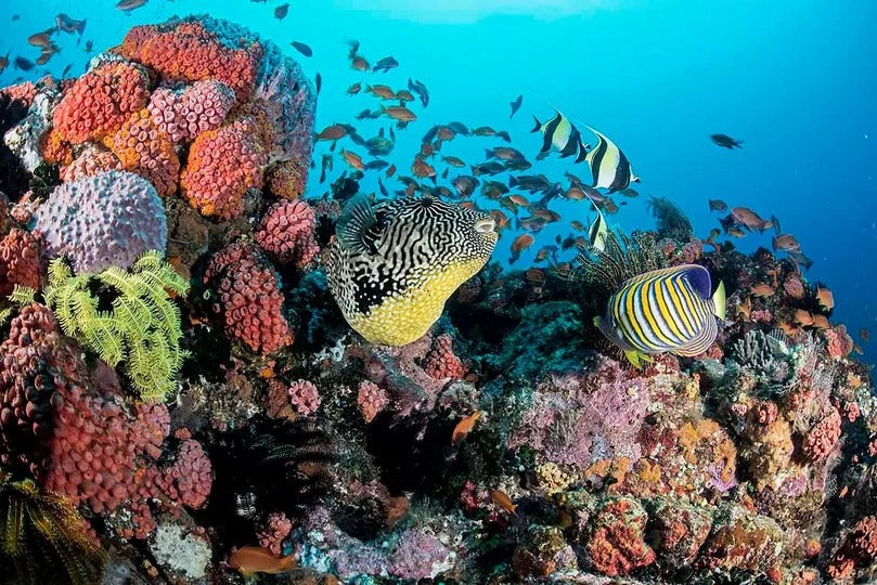 Tubbataha National Park Scuba Diving Liveaboard Master Liveaboards