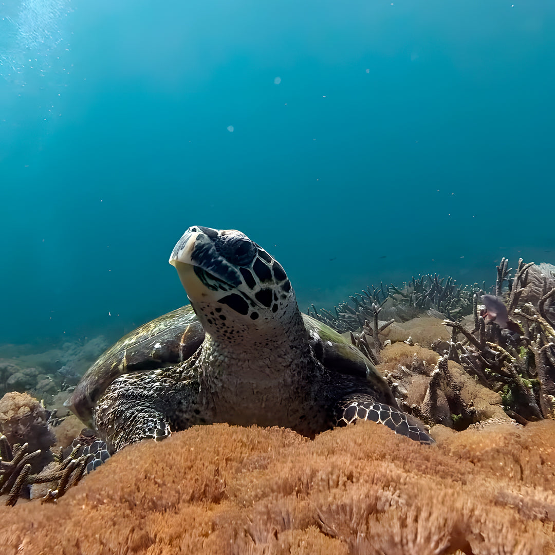 Nusa Penida Fun Dive for Advanced Divers