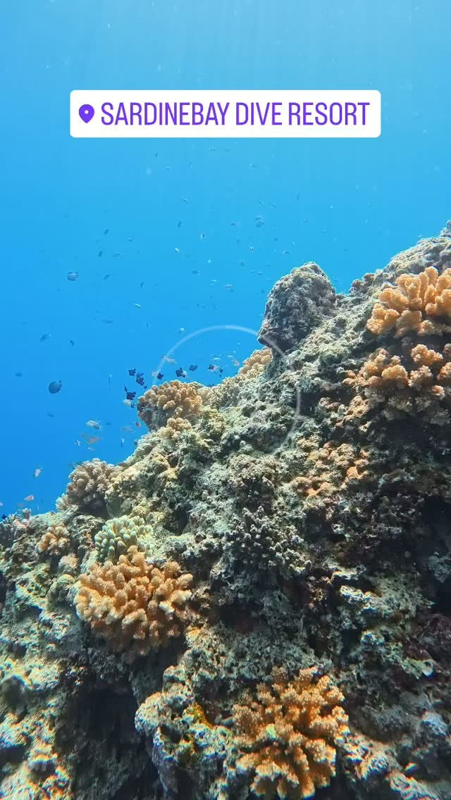 Sardine Run & Turtle Diving Fun Dives in Moalboal