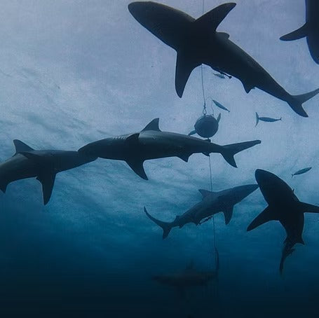 South Africa Shark Coast Expedition