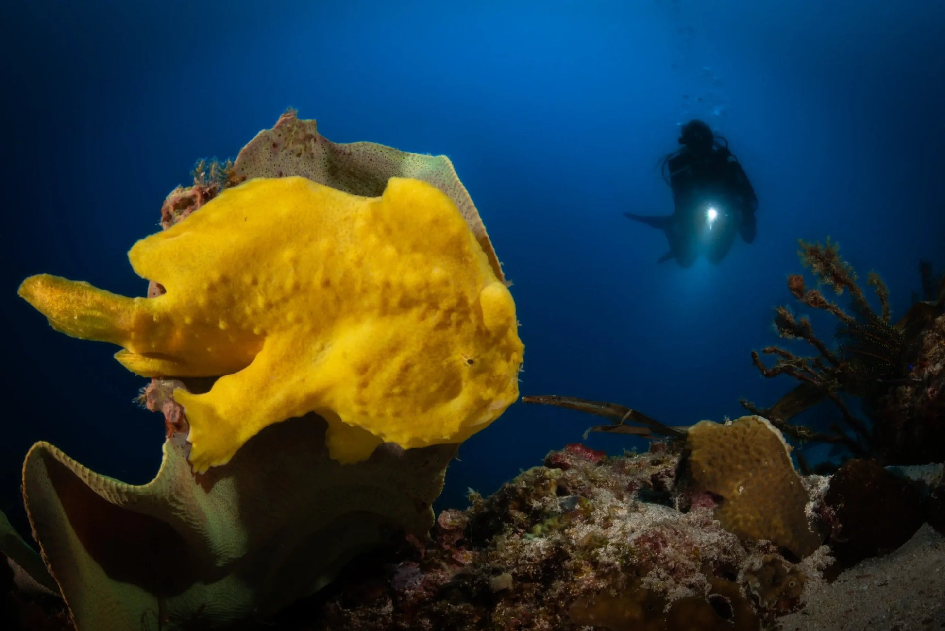 Tubbataha National Park Scuba Diving Liveaboard Master Liveaboards