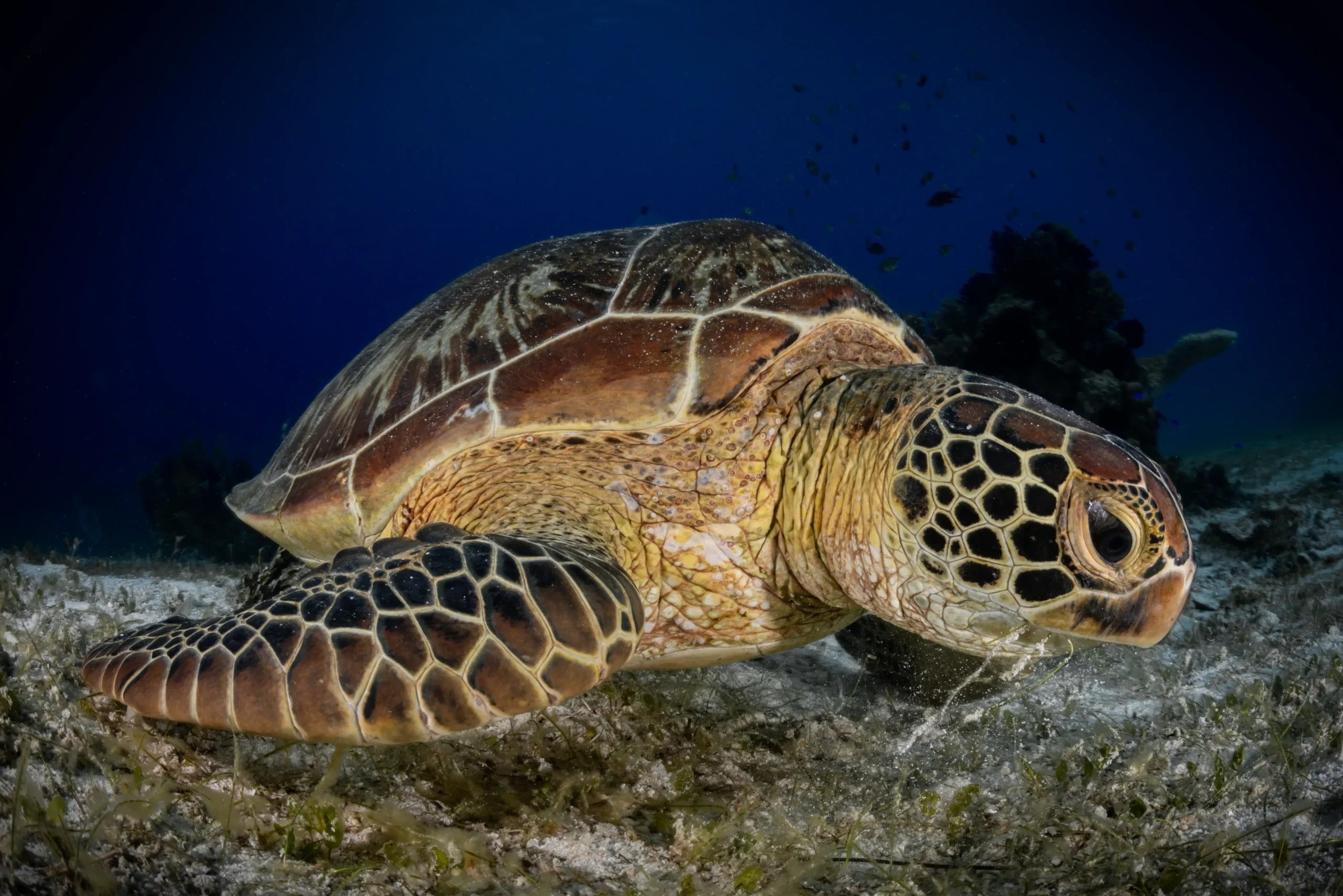 Tubbataha National Park Scuba Diving Liveaboard Master Liveaboards
