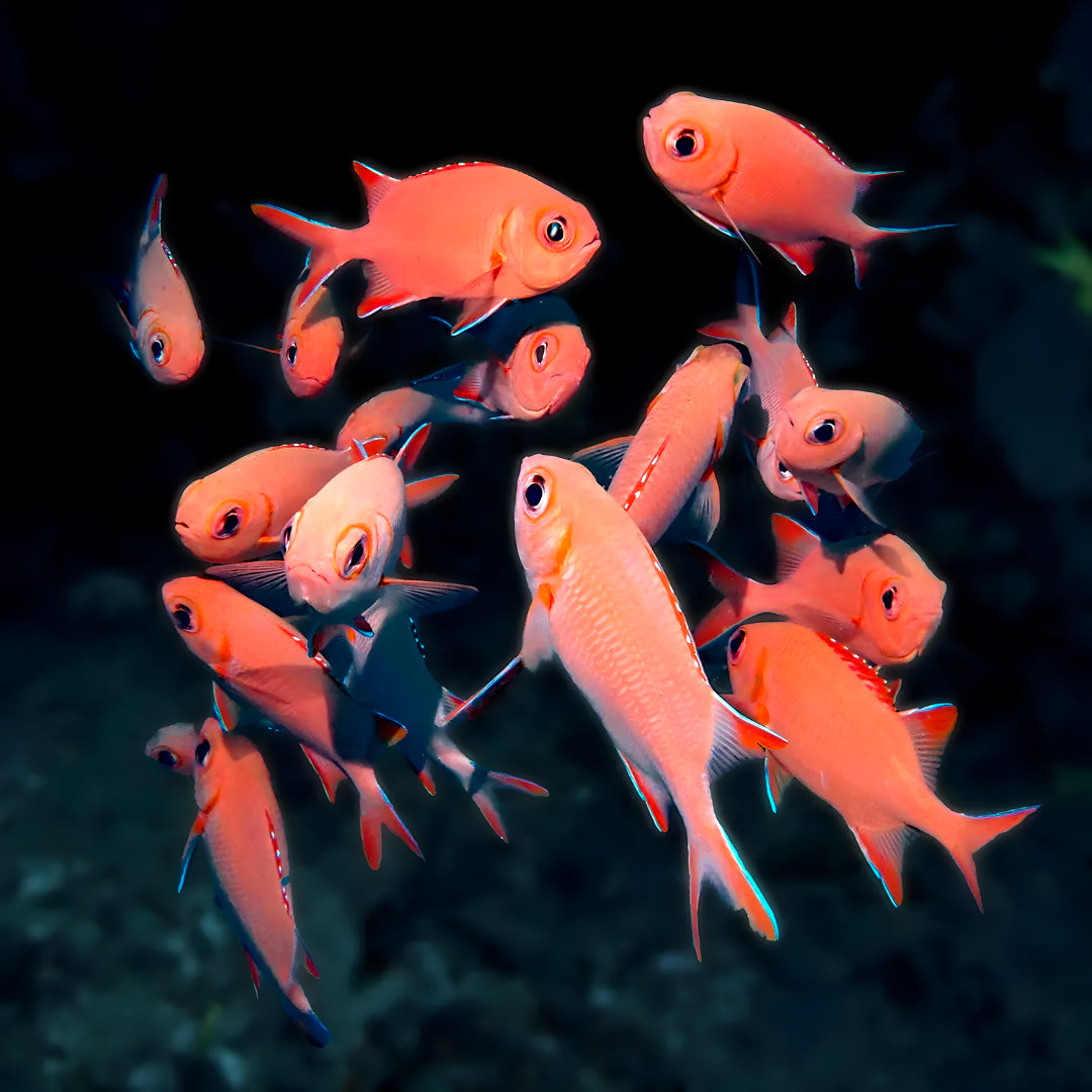 Nusa Penida Fun Dive for Advanced Divers